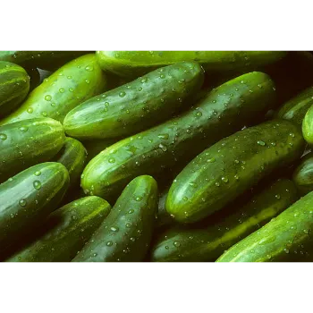 Cucumber  (34)-1027952-86835.webp